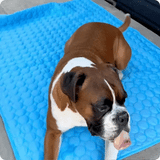 FreshPad™ – Tapis Rafraîchissant pour Chien  | Le Pelage - Le Pelage